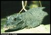 African Dwarf Crocodile (Osteolaemus tetraspis)