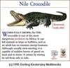 Nile Crocodile (Crocodylus niloticus)