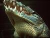 Nile Crocodile (Crocodylus niloticus)