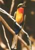 Bee-eater (Meropidae)