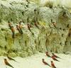 Carmine Bee-eater (Merops sp.)