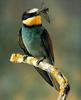 European Bee-eater (Merops apiaster)