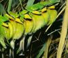 Little Bee-eater (Merops pusillus)