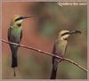 Rainbow Bee-eater (Merops ornatus)