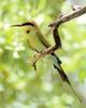 Rainbow Bee-eater (Merops ornatus)