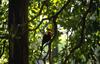 Can anyone ID this unidentified bird?
