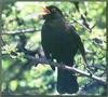 Eurasian Blackbird (Turdus merula)