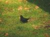 Eurasian Common Blackbird (Turdus merula)