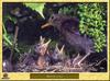 Eurasian Common Blackbird (Turdus merula)