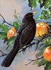 [Animal Art - Basil Ede] Eurasian Common Blackbird (Turdus merula)