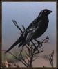 Brewer's Blackbird (Euphagus cyanocephalus)