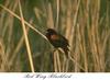 Red-winged Blackbird (Agelaius phoeniceus)