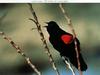 Red-winged Blackbird (Agelaius phoeniceus)