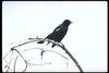 Red-winged Blackbird (Agelaius phoeniceus)