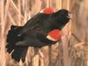 Red-winged Blackbird (Agelaius phoeniceus)