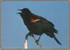 Red-winged Blackbird (Agelaius phoeniceus)