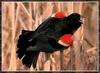 Red-winged Blackbird (Agelaius phoeniceus)