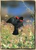 Red-winged Blackbird (Agelaius phoeniceus)