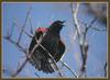 Red-winged Blackbird (Agelaius phoeniceus)