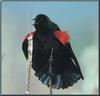 Red-winged Blackbird (Agelaius phoeniceus)