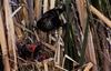 Red-winged Blackbird (Agelaius phoeniceus)