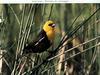 Yellow-headed Blackbird (Xanthocephalus xanthocephalus)