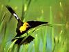 Yellow-headed Blackbird (Xanthocephalus xanthocephalus)