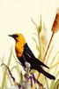 Yellow-headed Blackbird (Xanthocephalus xanthocephalus)