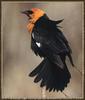 Yellow-headed Blackbird (Xanthocephalus xanthocephalus)