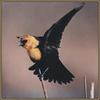 Yellow-headed Blackbird (Xanthocephalus xanthocephalus)