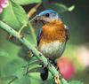 Bluebird (Sialia sp.)