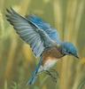 Bluebird (Sialia sp.)