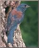 Western Bluebird (Sialia mexicana)