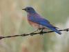 Western Bluebird (Sialia mexicana)