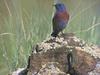 Western Bluebird (Sialia mexicana)