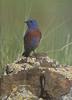 Western Bluebird (Sialia mexicana)