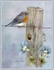 [Animal Art - Sherry Nelson] Western Bluebird (Sialia mexicana)