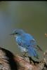 Mountain Bluebird (Sialia currucoides)