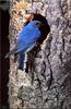 Mountain Bluebird (Sialia currucoides)