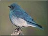 Mountain Bluebird (Sialia currucoides)