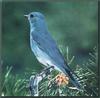 Mountain Bluebird (Sialia currucoides)