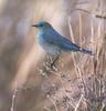 Mountain Bluebird (Sialia currucoides)