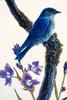 Mountain Bluebird (Sialia currucoides)