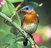 Eastern Bluebird (Sialia sialis)