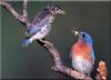 Eastern Bluebird (Sialia sialis)