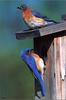 Eastern Bluebird (Sialia sialis)