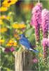 Eastern Bluebird (Sialia sialis)