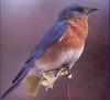 Eastern Bluebird (Sialia sialis)