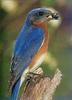 Eastern Bluebird (Sialia sialis)