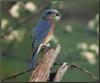 Eastern Bluebird (Sialia sialis)